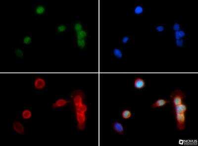 Immunocytochemistry/ Immunofluorescence: Histone H3 [Dimethyl Lys18] Antibody - BSA Free [NB21-1142]